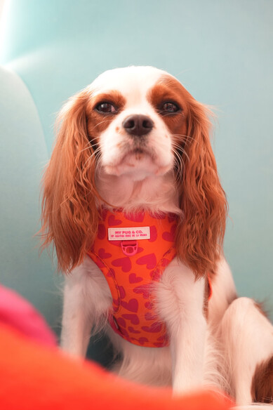 Agatha Ruiz De La Prada ARNES AJUSTABLE CORAZONES