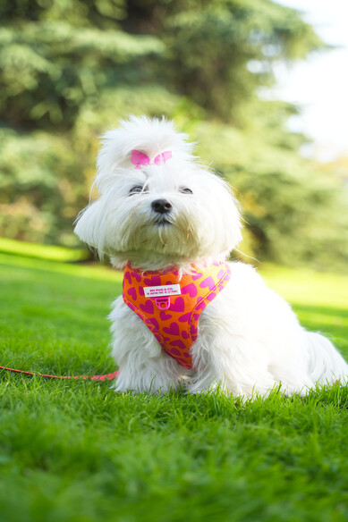 Agatha Ruiz De La Prada ARNES AJUSTABLE CORAZONES