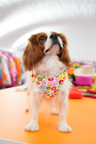 Agatha Ruiz De La Prada ARNES AJUSTABLE FLORES