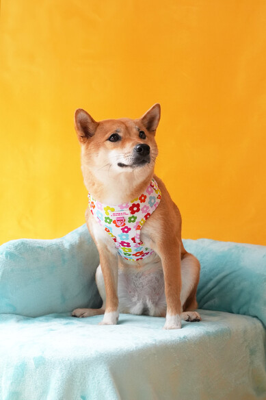 Agatha Ruiz De La Prada ARNES AJUSTABLE FLORES