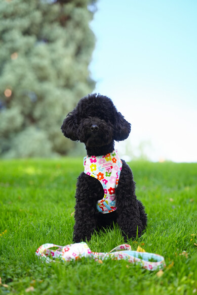 Agatha Ruiz De La Prada ARNES AJUSTABLE FLORES