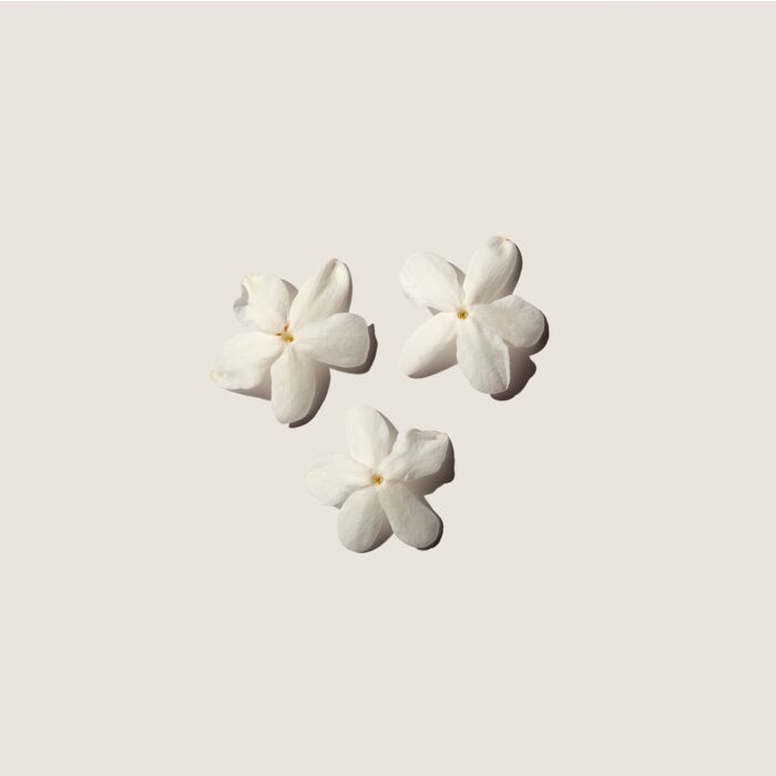 Alqvimia Absoluto De Jazmín 5ml