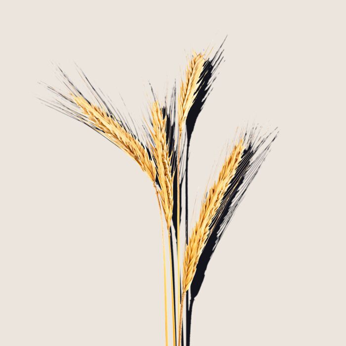 Alqvimia Aceite De Germen De Trigo 60ml