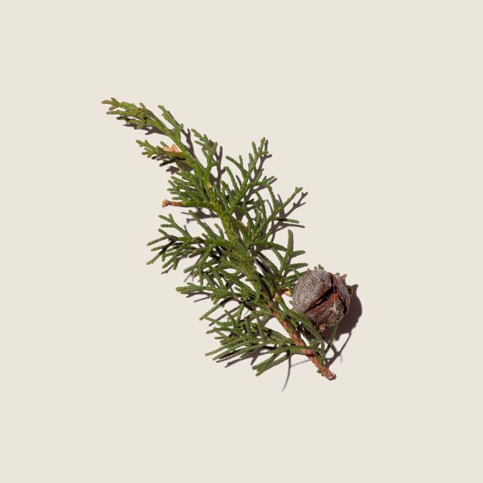 Alqvimia Aceite Esencial De Ciprés 10ml