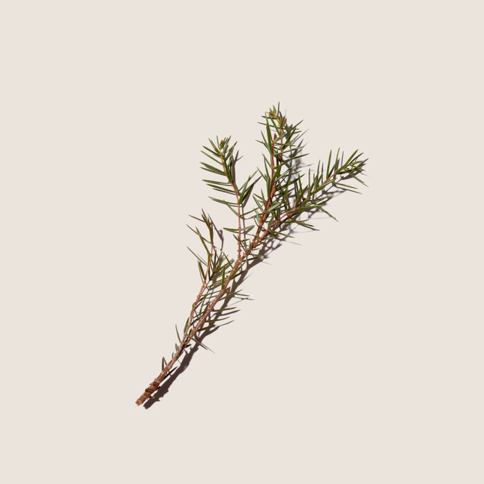 Alqvimia Aceite Esencial De Enebro 10ml