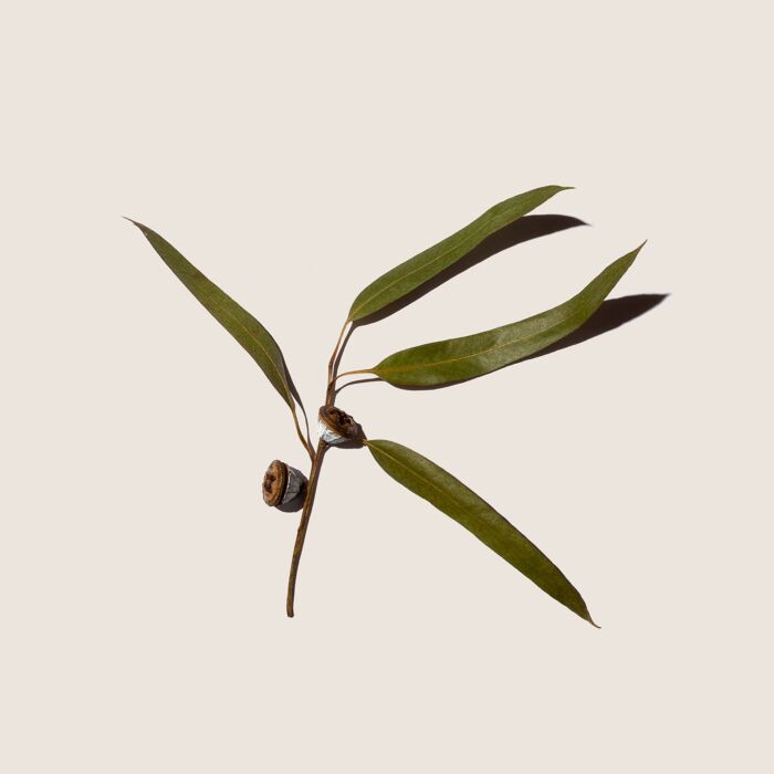 Alqvimia Aceite Esencial De Eucalipto 10ml