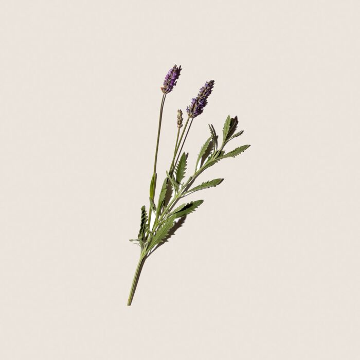 Alqvimia Aceite Esencial De Lavanda 10ml