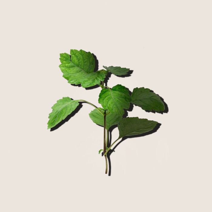 Alqvimia Aceite Esencial De Patchouli 10ml