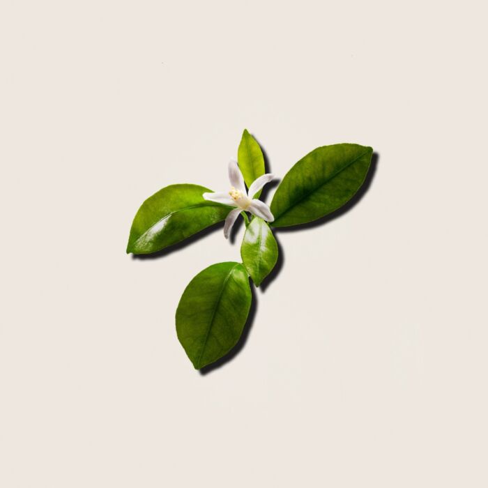 Alqvimia Aceite Esencial De Petitgrain 10ml