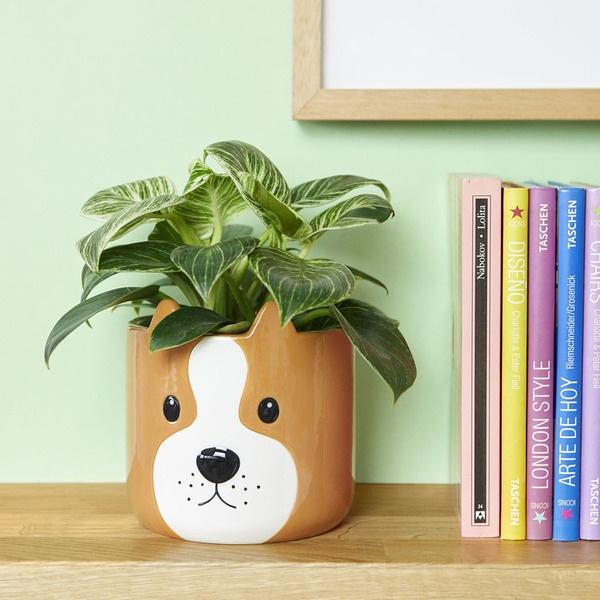 Balvi Maceta Woof Marrón-27679