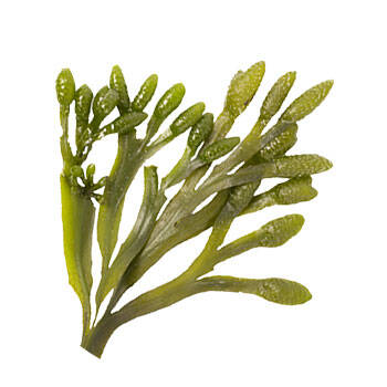 Corpore sano Algas marinas: Remineralizantes y Tonificantes