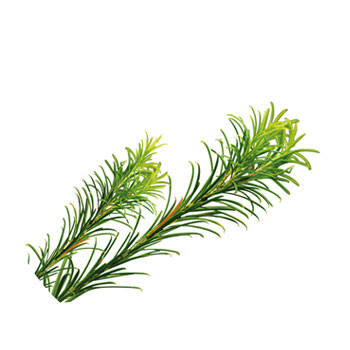 Corpore sano Australian Tea Tree: Bactericida y Antiséptico