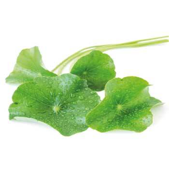 Corpore sano Centella Asiática: Reafirmante y Tonificante