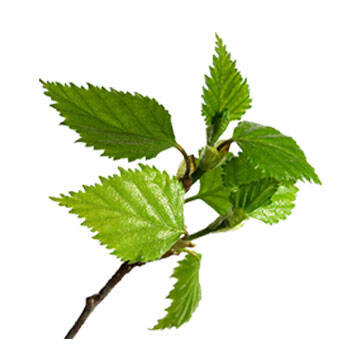 Corpore sano Abedul: Astringente y Tonificante