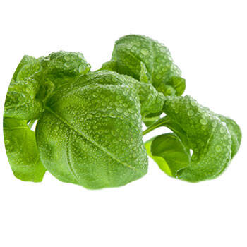 Corpore sano Albahaca: Purificante y Antiséptica