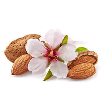 Corpore sano Almendra dulce: Nutritiva y Emoliente