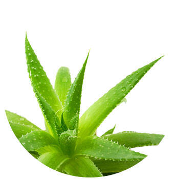 Corpore sano Aloe Vera: Humectante y Suavizante