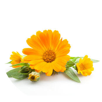 Corpore sano Caléndula: Emoliente y Suavizante