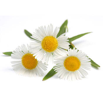 Corpore sano Camomila: Calmante y Purificante