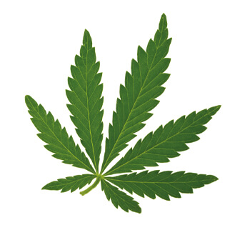 Corpore sano Cáñamo