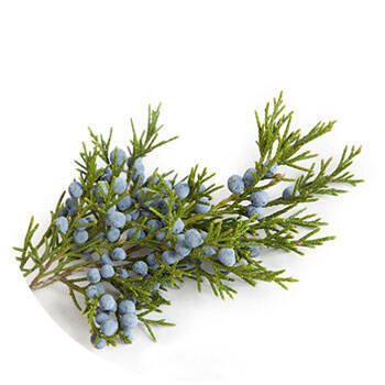 Corpore sano Enebro: Reparador y Balsámico