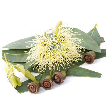 Corpore sano Eucaliptus