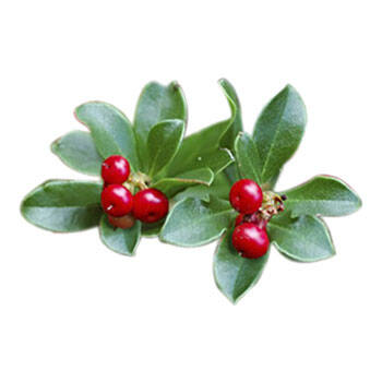 Corpore sano Gayuba: Antioxidante y Antimanchas