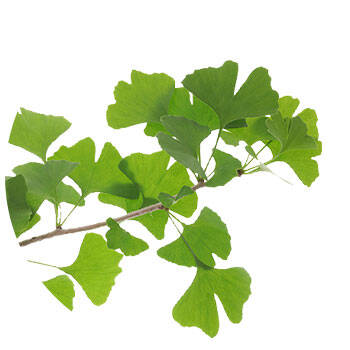 Corpore sano Ginkgo: Antioxidante y Tonificante