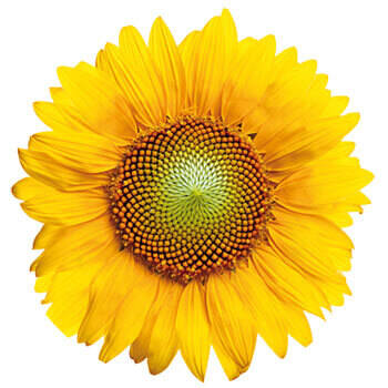 Corpore sano Girasol