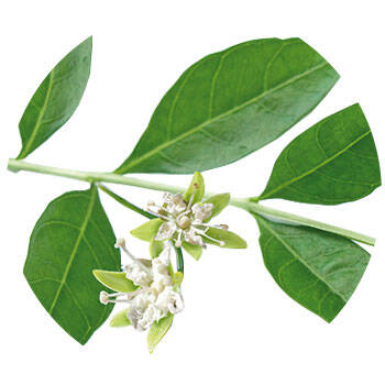 Corpore sano Henna: Reforzante y Colorante