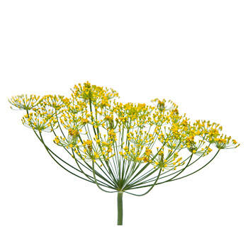 Corpore sano Hinojo: Purificante y Tonificante