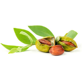 Corpore sano Jojoba: Relipidizante y Nutritiva