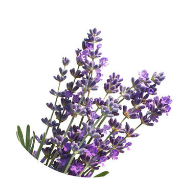 Corpore sano Lavanda: Purificante y Relajante