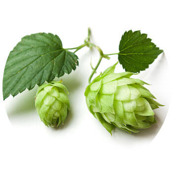 Corpore sano Lúpulo: Anticaspa y Equilibrante