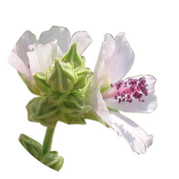 Corpore sano Malvavisco: Emoliente y Calmante