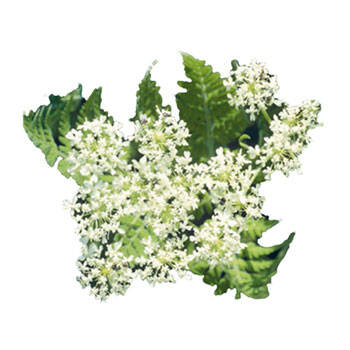 Corpore sano Mirra: Estimulante y Protectora