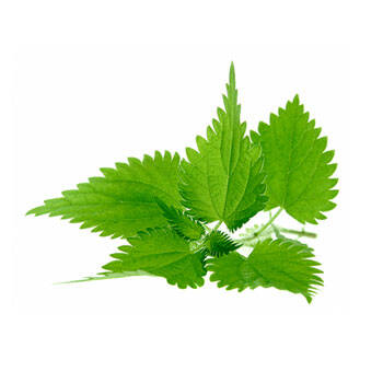 Corpore sano Ortiga: Reguladora y Astringente