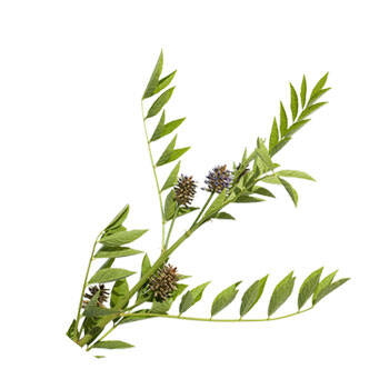 Corpore sano Regaliz: Antiirritante y Protector