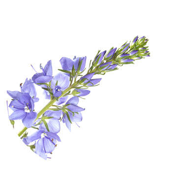 Corpore sano Salvia: Tonificante y Protectora