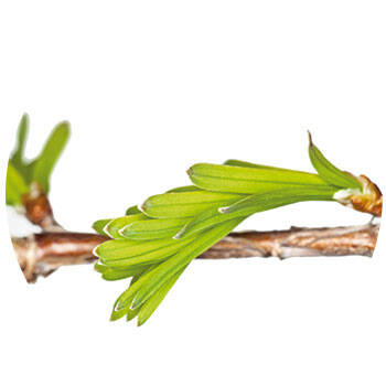 Corpore sano Secuoya: Reafirmante y Antiedad