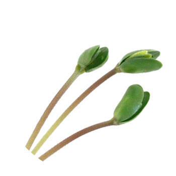 Corpore sano Soja: Acondicionadora y Antioxidante