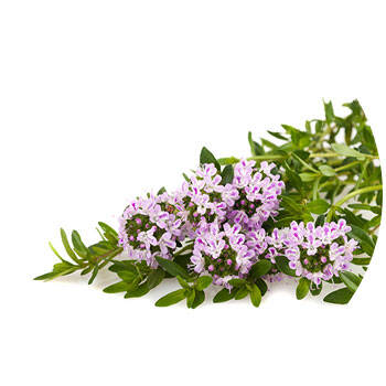 Corpore sano Tomillo: Antimicrobiano y Purificante