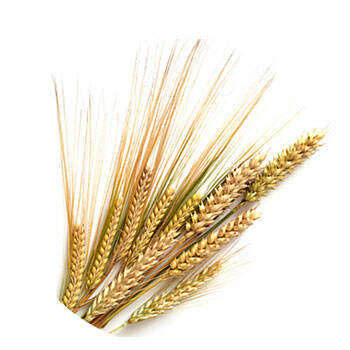 Corpore sano Germen de Trigo: Nutritivo y Suavizante