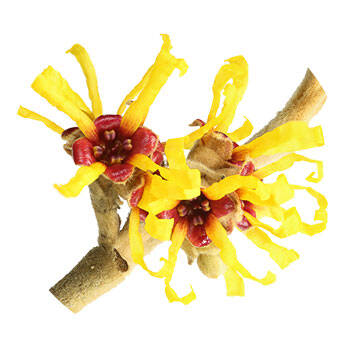 Corpore sano Hamamelis: Vivificante y Acondicionadora