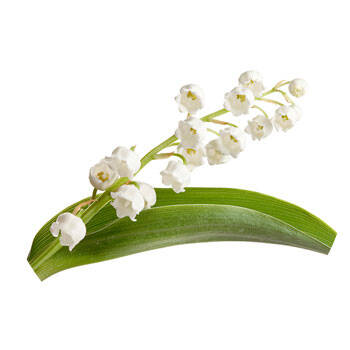 Corpore sano Quina: Antienvejecimiento y Estimulante