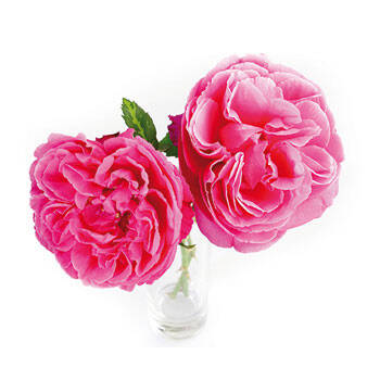 Corpore sano Rosa de Damasco: Tonificante y Suavizante