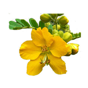 Corpore sano Senna: Reestructurante y Fotoprotectora