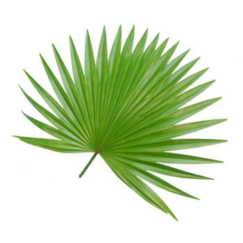 Corpore sano Serenoa Serrulata: Renovador y Anticaída