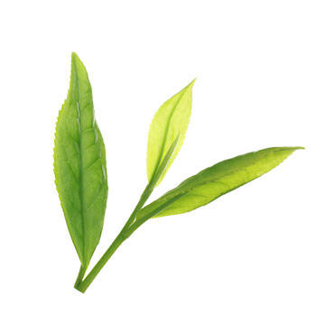 Corpore sano Té Verde: Rejuvenecedor y Detoxificante