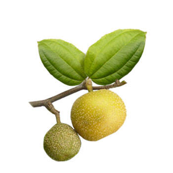 Corpore sano Zizyphus Joazeiro: Anticaspa y Calmante